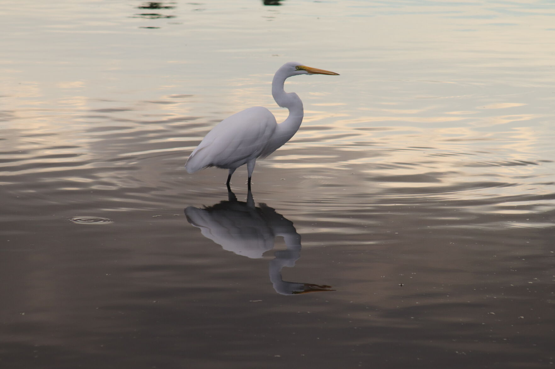 great egret
